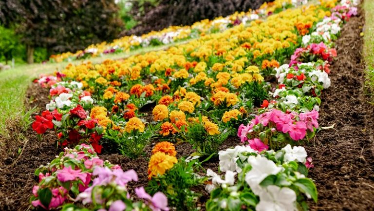 Council harvests crop of Britain in Bloom Awards from the RHS