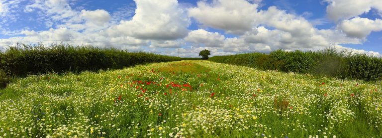 Local businesses sign up to start wildflower planting project