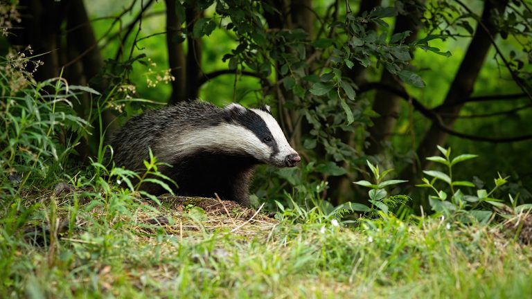 Mablethorpe’s badger problem turns out to be even worse