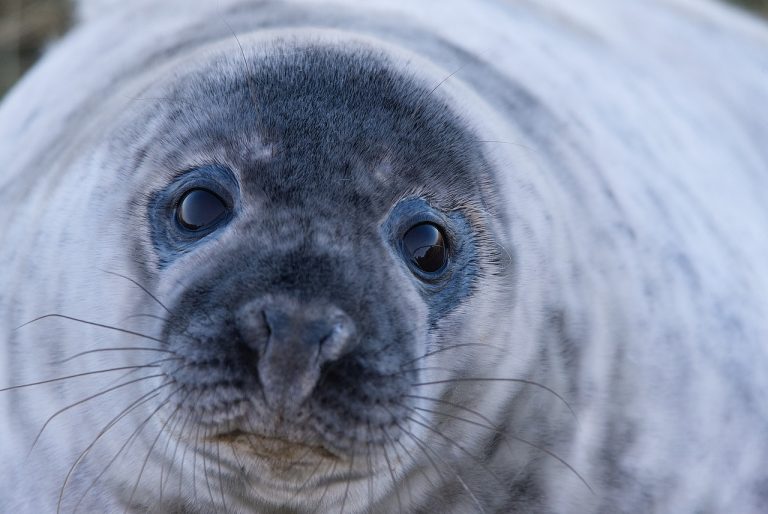 Step back from the Cleethorpes beach seals, urges council