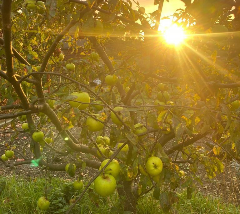 Free commemorative trees set for North Kesteven communities