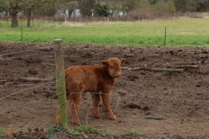Norwood Park welcomes spring arrival: Highland calf Daisy joins the estate’s beloved herd