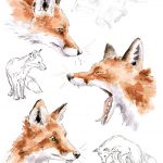 Fox illustrations taken from A WILDING YEAR Bringing Life Back To The Land by Hannah Dale, published by Batsford in hardback at £14.99.
