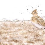 Skylark illustration taken from A WILDING YEAR Bringing Life Back To The Land by Hannah Dale, published by Batsford in hardback at £14.99.