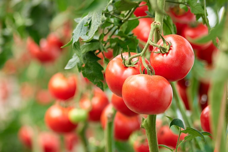 How to keep your tomatoes fresher for longer