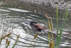 First beaver kit born in Lincolnshire for over 400 years