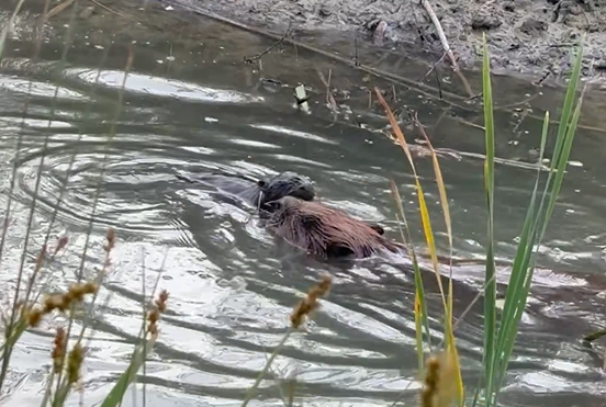 First beaver kit born in Lincolnshire for over 400 years
