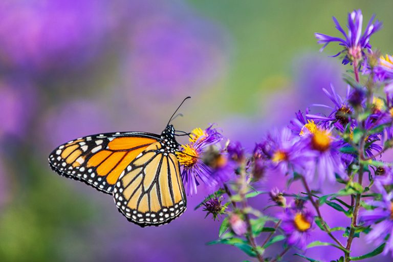 Spot butterflies and support nature this July