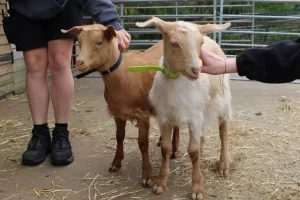 North Lindsey College welcomes playful new residents