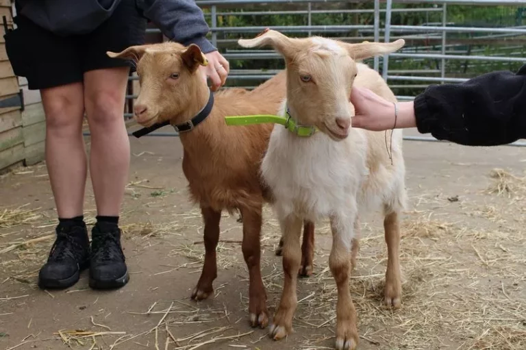 North Lindsey College welcomes playful new residents