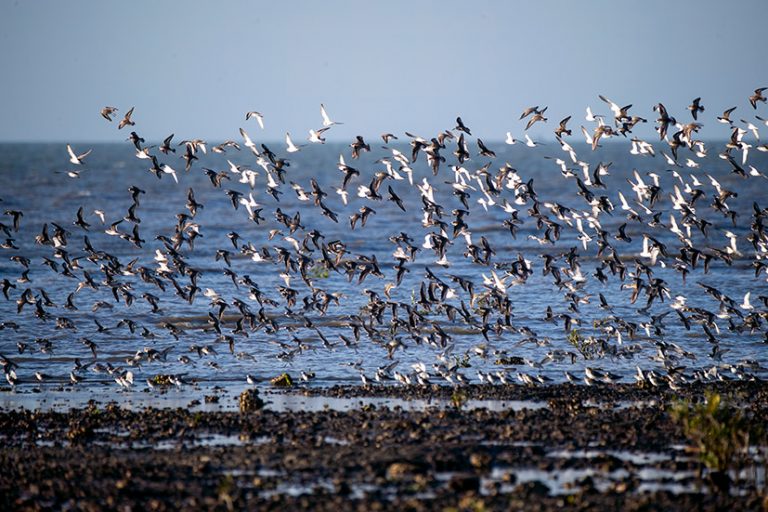Autumn migration brings life to Cleethorpes coast