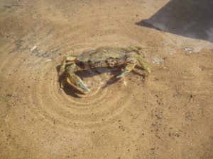 Explore the coastline’s hidden finds this half term