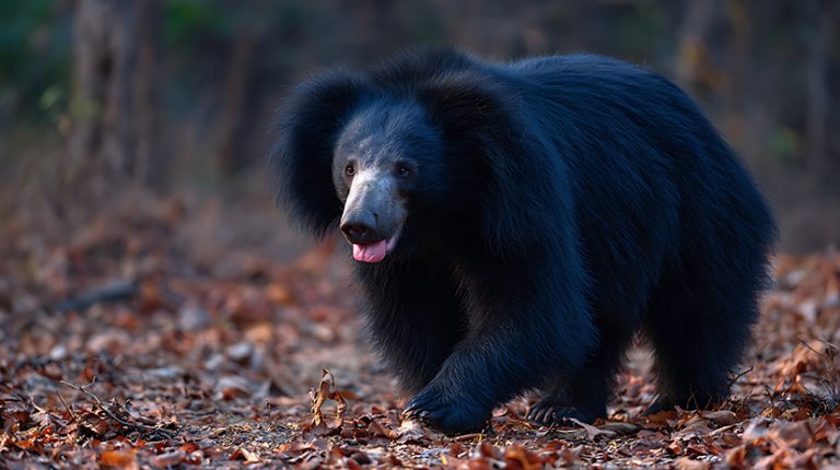 Female sloth bear arrives in Lincolnshire after 40-year gap